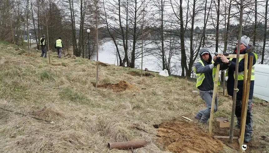 Mrągowo się zazieleni. Ratusz rozpoczyna akcję sadzenia drzewek 