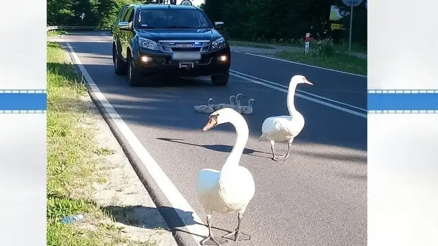 Łabędzie na drodze nr 63. Do jeziora odprowadzili je policjanci