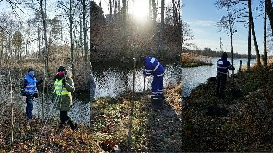 Posadzili drzewa nad mazurskimi akwenami