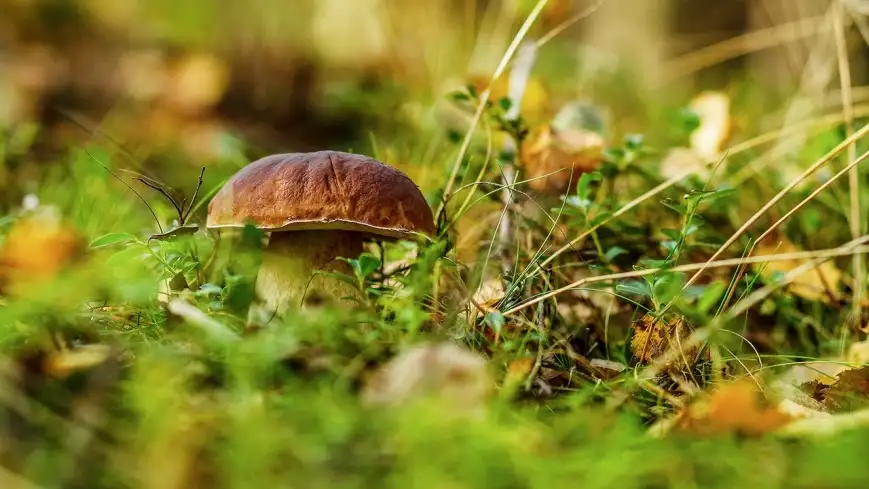 Mamy wysyp grzybów. Niestety nie na Mazurach