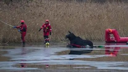 Dramatyczna akcja na jeziorze Ryńskim na Mazurach. Strażacy ratowali łosia
