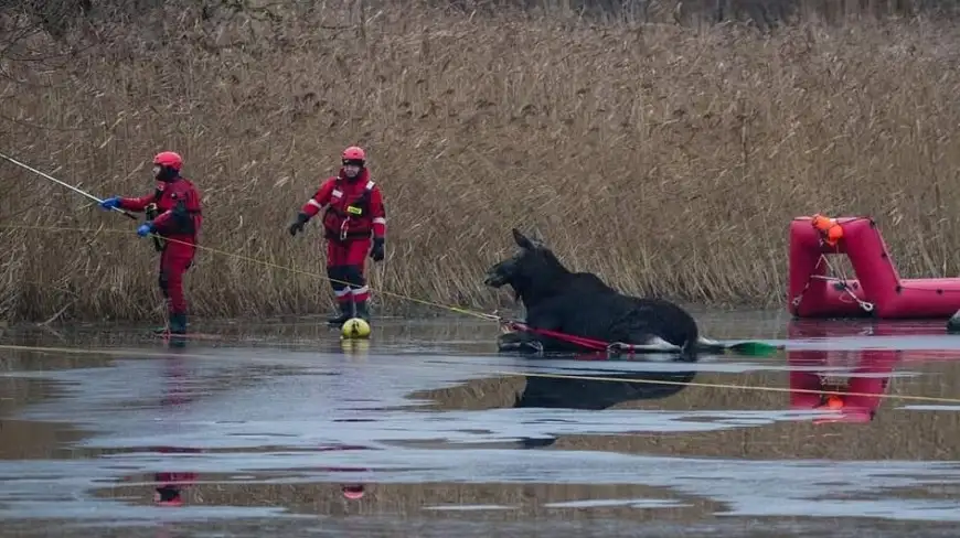 Dramatyczna akcja na jeziorze Ryńskim na Mazurach. Strażacy ratowali łosia