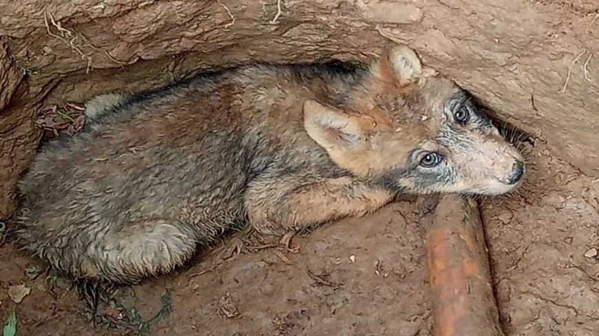 Dzieci wypoczywające niedaleko Szczytna na Mazurach uratowały małego wilka