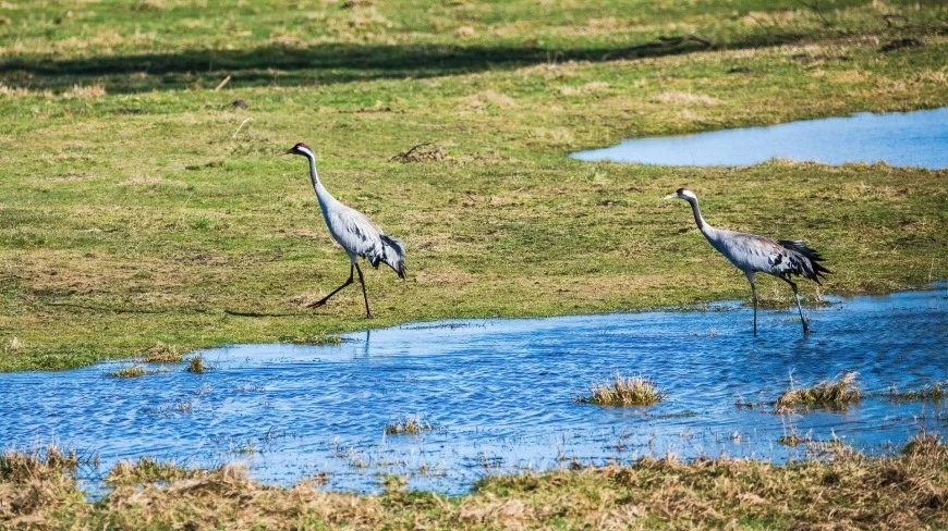 Żurawie powróciły na Warmię i Mazury. To oznaka zbliżającej się wiosny