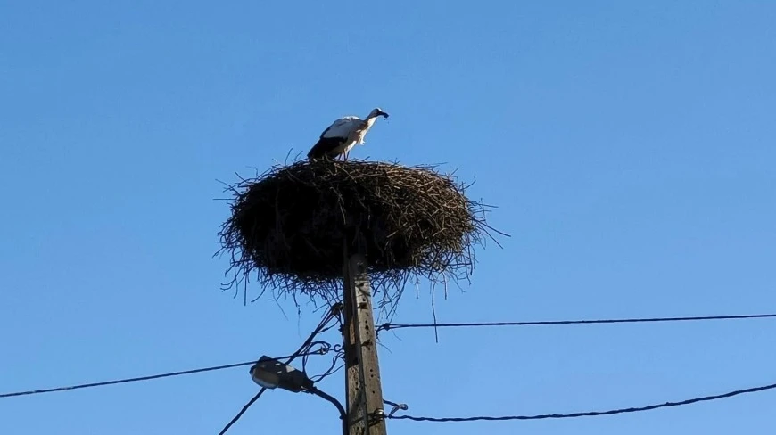 Bocian wraca na Mazury. Jego podróż obserwują pracownicy Mazurskiego Parku Krajobrazowego