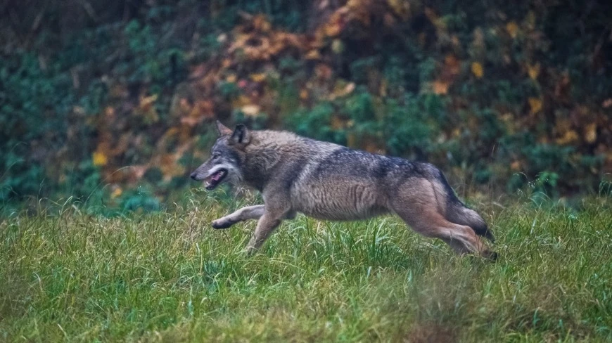 Na Mazurach wilki coraz bliżej Mikołajek. Czy mamy się czego obawiać?