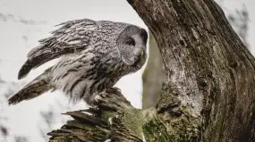 Tajemnicze spojrzenie w mrok. Nadchodzi Noc Sów 2026 w Krutyni