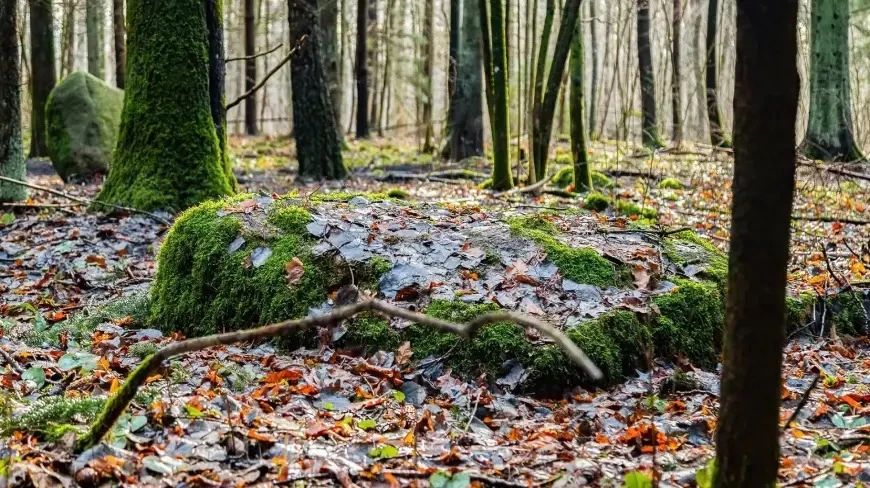 Zdjęcie poglądowe.