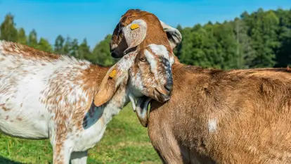 Serowarnia Chèvre au lait  - zdjęcie 9