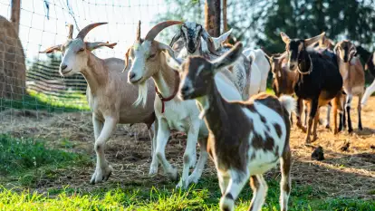 Serowarnia Chèvre au lait  - zdjęcie 4