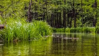 Spływy kajakowe rzeką Sapina - zdjęcie 5