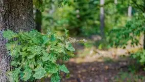 Letni las w okolicach Kruklina, sierpień 2021 r. - zdjęcie 17