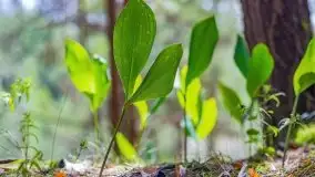 Letni las w okolicach Kruklina, sierpień 2021 r. - zdjęcie 24