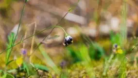 Letni las w okolicach Kruklina, sierpień 2021 r. - zdjęcie 15