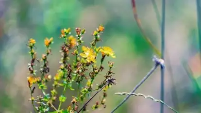 Letni las w okolicach Kruklina, sierpień 2021 r.