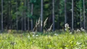 Letni las w okolicach Kruklina, sierpień 2021 r. - zdjęcie 21