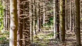 Letni las w okolicach Kruklina, sierpień 2021 r. - zdjęcie 16