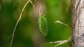 Letni las w okolicach Kruklina, sierpień 2021 r. - zdjęcie 19