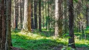 Letni las w okolicach Kruklina, sierpień 2021 r. - zdjęcie 23