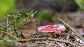 Mazurskie grzyby, fotogaleria bez wybrzydzania  - zdjęcie 4