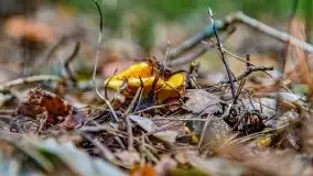 Mazurskie grzyby, fotogaleria bez wybrzydzania  - zdjęcie 10