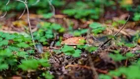 Mazurskie grzyby, fotogaleria bez wybrzydzania  - zdjęcie 16