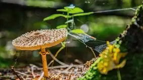 Mazurskie grzyby, fotogaleria bez wybrzydzania  - zdjęcie 3