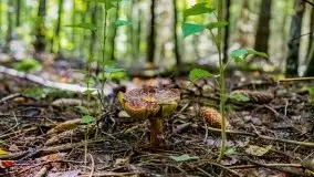 Mazurskie grzyby, fotogaleria bez wybrzydzania  - zdjęcie 36