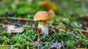 Mazurskie grzyby, fotogaleria bez wybrzydzania  - zdjęcie 22