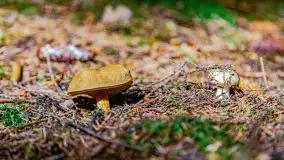 Mazurskie grzyby, fotogaleria bez wybrzydzania  - zdjęcie 23