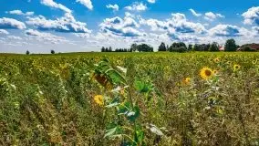 Mazurskie słoneczniki, sierpień 2021 - zdjęcie 3