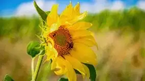 Mazurskie słoneczniki, sierpień 2021 - zdjęcie 10