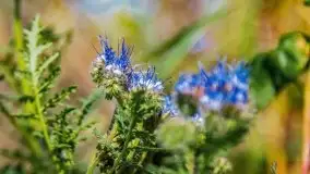 Mazurskie słoneczniki, sierpień 2021 - zdjęcie 5