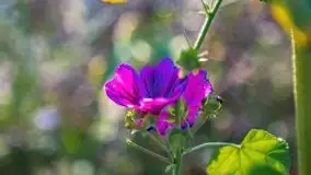 Mazurskie słoneczniki, sierpień 2021 - zdjęcie 7