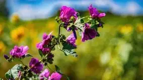 Mazurskie słoneczniki, sierpień 2021 - zdjęcie 16