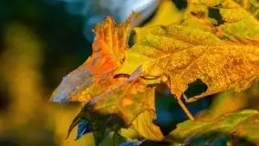 Zachód słońca, Giżycko, jezioro Niegocin, październik 2021 r. - zdjęcie 23