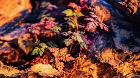 Zachód słońca, Giżycko, jezioro Niegocin, październik 2021 r. - zdjęcie 17