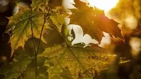 Początki mazurskiej złotej jesieni, październik 2021 r. - zdjęcie 34