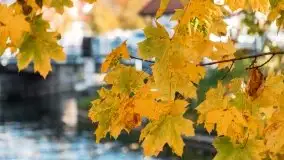 Kanał Łuczański w barwach jesieni, październik 2021 r. - zdjęcie 16