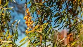 Kanał Łuczański w barwach jesieni, październik 2021 r. - zdjęcie 38