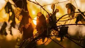 Wschód słońca nad jeziorem Kruklin, październik 2021 r. - zdjęcie 25