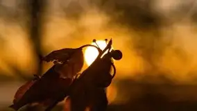 Wschód słońca nad jeziorem Kruklin, październik 2021 r. - zdjęcie 81