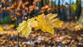 Las miejski w Giżycku pod koniec jesieni, listopad 2021 r. - zdjęcie 2