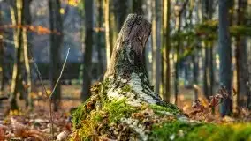 Las miejski w Giżycku pod koniec jesieni, listopad 2021 r. - zdjęcie 54