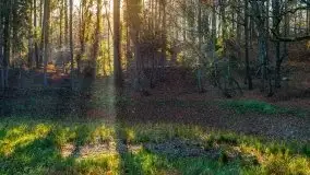 Las miejski w Giżycku pod koniec jesieni, listopad 2021 r. - zdjęcie 1