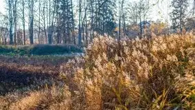 Las miejski w Giżycku pod koniec jesieni, listopad 2021 r. - zdjęcie 31