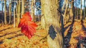 Las miejski w Giżycku pod koniec jesieni, listopad 2021 r. - zdjęcie 49