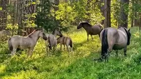 Tata na Mazury, czyli ojcowe z dziećmi w 2021 roku - zdjęcie 66