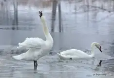 Miłośnicy Mazur - Łabędź niemy na zdjęciach Grzegorza Zawrotnego - zdjęcie 3