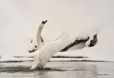 Miłośnicy Mazur - Łabędź niemy na zdjęciach Grzegorza Zawrotnego - zdjęcie 10